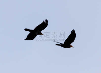 海洋,一群鸟,天空,思盖顿,印度野生动物园,非营利机构,哈萨克斯坦,白昼,两翼昆虫,自由