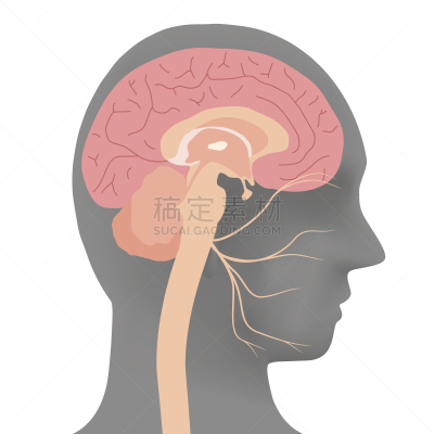 绘画插图,人的头部,矢量,面神经,有序,健康保健,中间部分,视力,脖子,人的牙齿