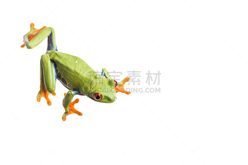 白色背景,红眼树蛙,分离着色,留白,动物手指,水平画幅,无人,蜥蜴,动物身体部位,热带雨林