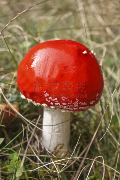 蘑菇,红色,垂直画幅,花园矮人雕像,无人,苔藓,户外,生物学,草,特写