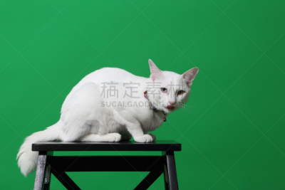 白色,猫,可爱的,背景分离,肖像,虹膜异色症,椅子,猫科动物,小的,动物