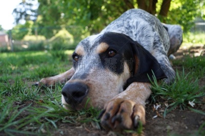 草,圣马洛,猎熊犬,图像聚焦技术,选择对焦,纯种犬,水平画幅,注视镜头,受过训练的狗,动物耳朵