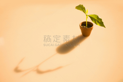 树荫,锅,秧苗,双叶区,水平画幅,无人,日本,面包,花蕾,植物