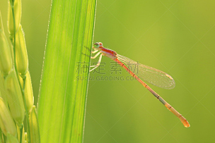 蜻蜓,美,水平画幅,早晨,动物身体部位,夏天,草,特写,泰国,人的眼睛
