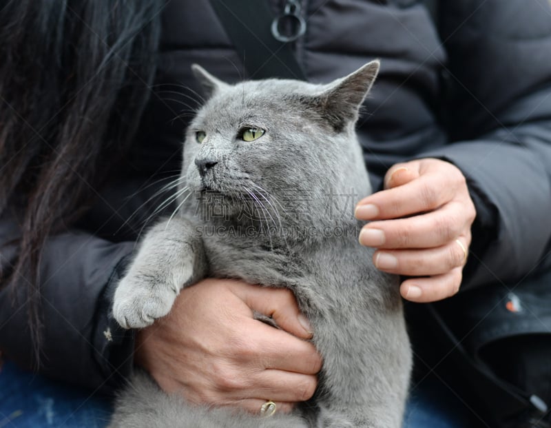 野生猫科动物,绿色眼睛,灰色,水平画幅,绿色,手,人,黑色,部分