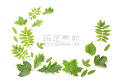 叶子,分离着色,绿色,白色背景,美,边框,艺术,水平画幅,无人,夏天