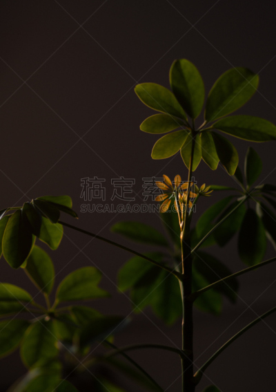 植物,日光,垂直画幅,美,新的,枝繁叶茂,夜晚,无人,夏天,阴影