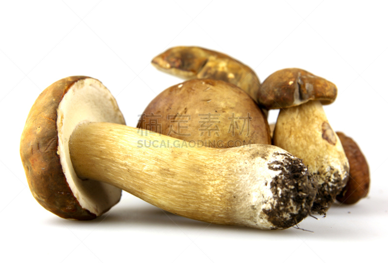 porcini mushroom,蘑菇,美味牛肝菌,褐色,水平画幅,无人,生食,夏天,组物体,特写