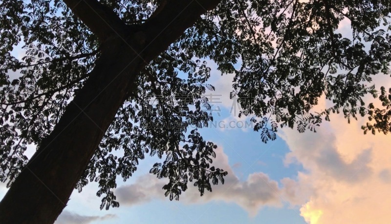 背景,天空,地形,红杉,清新,自然界的状态,边框,热带气候,环境,云