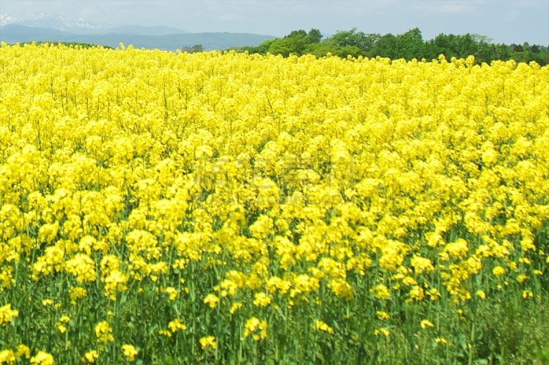 黄色,田地,精神振作,黄色背景,乳牛场,天空,里山,芳香的,优美,旅行者