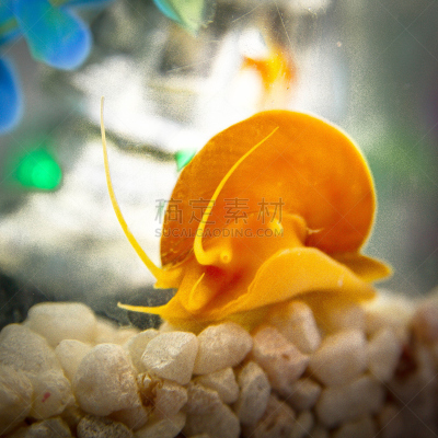 水族馆,收容所,蜗牛,瑞典鱼软糖,苹果螺,底栖鱼,菜园蜗牛,鱼缸,缺牙,无脊椎动物