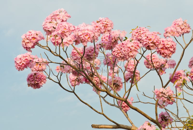 自然,天空,水平画幅,无人,蓝色,斑叶钟花树,自然美,植物,花,摄影