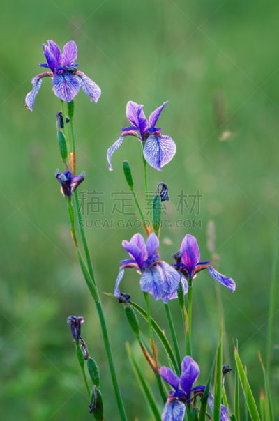 西伯利亚鸢尾,仅一朵花,海瑞,阿默尔湖,垂直画幅,无人,上巴伐利亚,巴伐利亚,鸢尾,植物