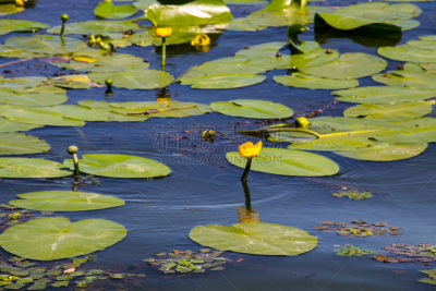 白兰地酒瓶睡莲,yellow water,水,美,水生植物,水平画幅,睡莲,夏天,户外,湖