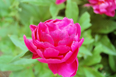 牡丹,粉色,自然,植物,水平画幅,绿色,无人,花坛,仅一朵花,摄影