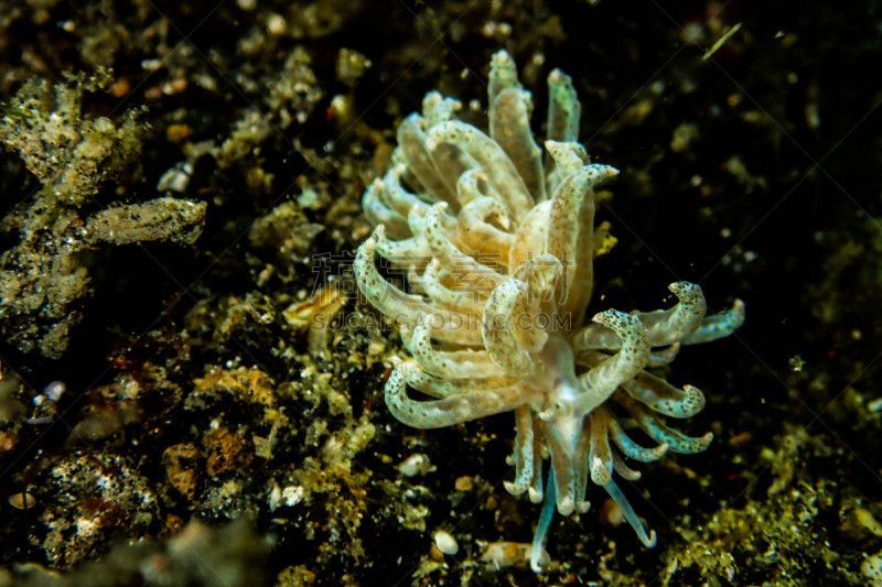 裸鳃亚目动物,水雷,西里伯斯海,伦贝海峡,美娜多,水下摄影机,苏拉威西,从在水肺潜水的角度拍摄,浮潜,水肺潜水