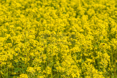 油菜花,田地,风景,美,水平画幅,无人,美人,性主题,夏天,户外