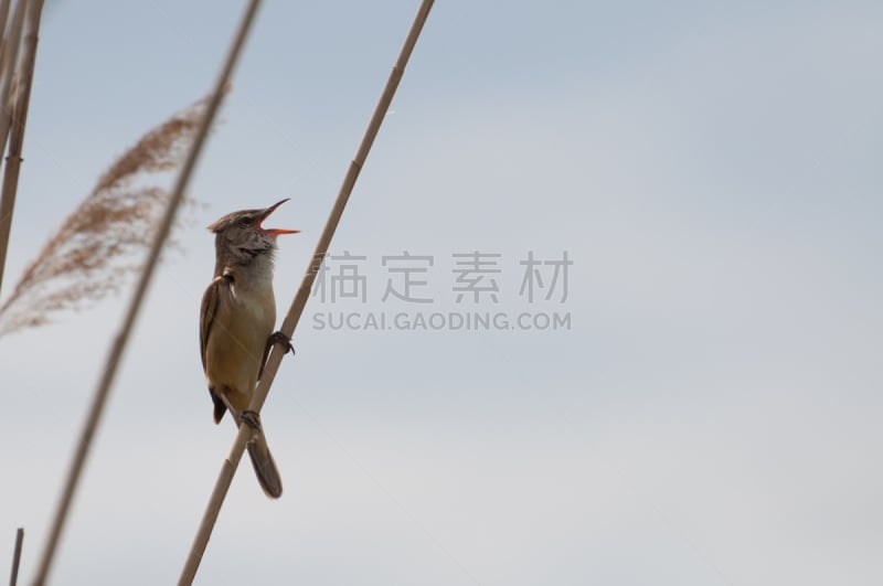 大苇莺,水,美,口哨,褐色,歌手,水平画幅,噪声,鸟类,鸣鸟