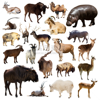 哺乳纲,动物,白色,偶蹄目,雄鹿,markhor,叉角羚,无人,双峰骆驼,疣猪
