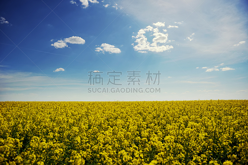 黄色,蓝色,田地,天空,自然,宁静,水平画幅,绿色,无人,生长
