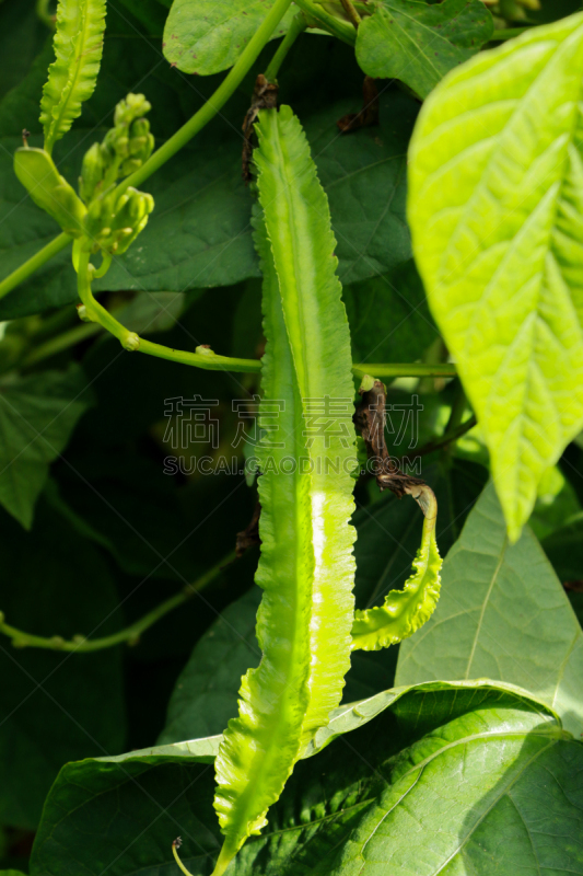 菜园,四角豆,农业,蔬菜,清新,长度,热带气候,食品,泰国,公主