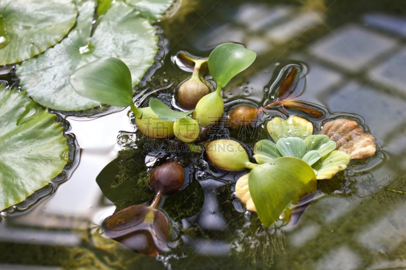 特写,植物学,凤眼莲,背景,风景,水,水平画幅,无人,夏天,沼泽