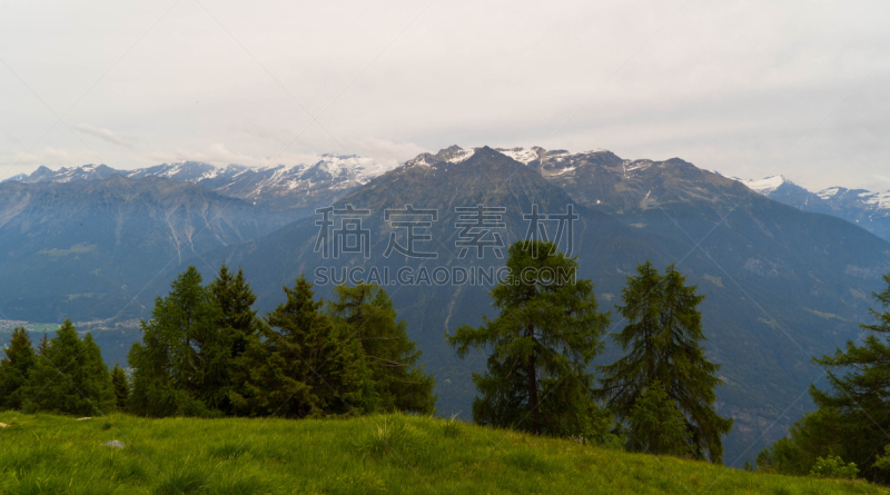 草地,杉树,绿色,施雷克峰,锯加鼓,富塞,艾格峰,格林德瓦,本尼斯阿尔卑斯山,水平画幅