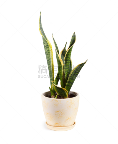 白色背景,虎尾兰,分离着色,锅,白色,条纹,陶瓷制品,背景分离,花盆,垂直画幅
