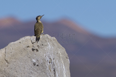 阿尔蒂普拉诺山脉,啄木鸟,安地斯山鸟,朗卡国家公园,自然,南美,野生动物,国家公园,水平画幅,鸟类