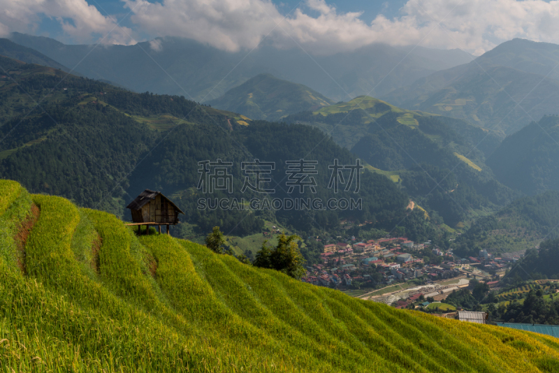 梯田,拉茶,田地,越南,稻,mud pot,白族,山谷市,老街省,沙坝