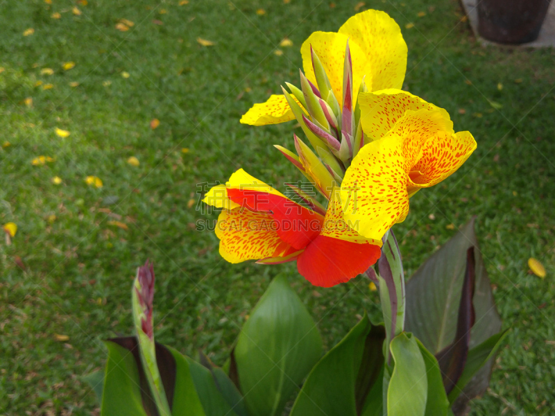 美人蕉科百合,特写,橙色,自然美,黄色,鸭跖草类植物,单子叶植物,美,芳香的,水平画幅