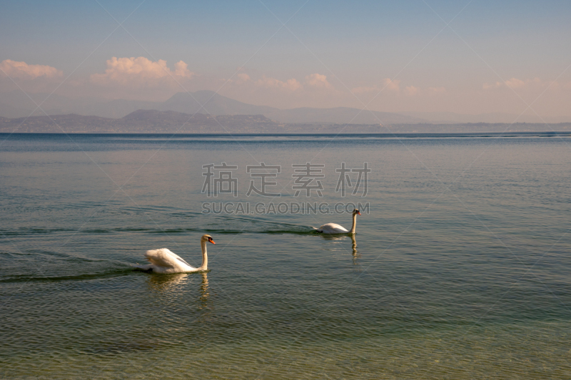 希尔米欧尼,天鹅,伦巴第大区,海岸线,意大利,风景,加尔达湖,伴侣,背景,日落