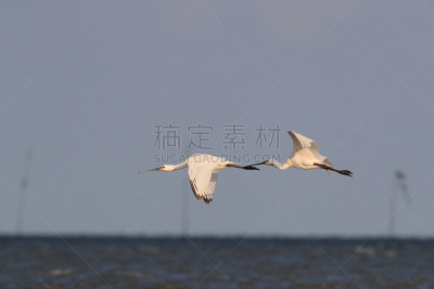泰瑟尔岛,荷兰,琵鹭,岛,自然,鹭管鱼,动物的冠,防水长靴,食品,野生动物