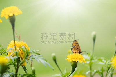 万寿菊,蝴蝶,自然美,热带气候,野生动物,泰国,黑脉金斑蝶,动物,孔雀,春天