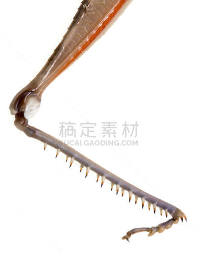 足,白色背景,蚱蜢,白色,哈萨克斯坦,背景分离,垂直画幅,野生动物,风景,风景线拱
