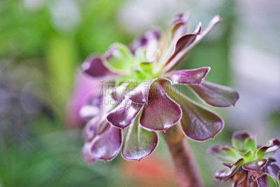 Aeonium
アエオニウム