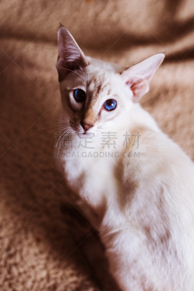 白色,褐色背景,猫,东方人,暹罗猫,流浪动物,蓝色眼睛,垂直画幅,正面视角,美