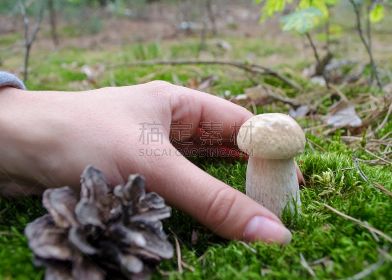 蘑菇,森林,美味牛肝菌,牛肝菌,蔬菜,清新,食品,一个人,草,真菌