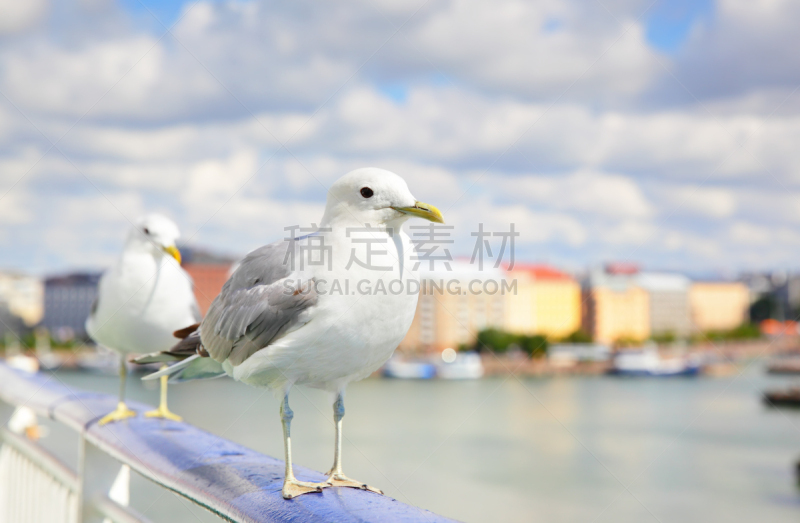 海鸥,赫尔辛基,海洋,留白,度假胜地,水平画幅,海港,邮轮,鸟类,古老的