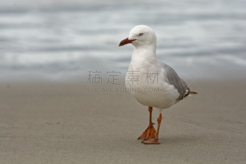 毛利人,红喙海鸥,暗色,野生动物,鹬鸵,西方海鸥,鸟类,户外,在下面,新的