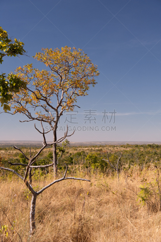 塞拉多,马托塔罗索洲,自然,垂直画幅,南美,天空,地形,无人,草原,户外