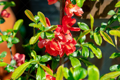 温柏,花朵,天空,美,水平画幅,桃,科学,东亚,光,特写