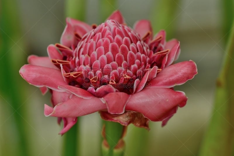 Etlingera elatior / Torch ginger