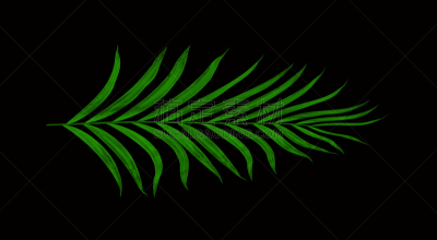 棕榈树,叶子,绿色,分离着色,黑色背景,黑珍珠,苏铁科植物,复叶,棕榈叶,水平画幅