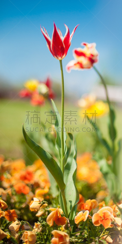 Beautiful spring flowers in beautiful spring field