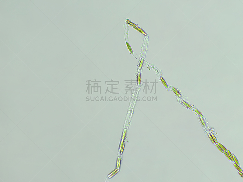藻类,放大效果,在下面,生物燃料,显微镜,科学实验,生物课,细胞,池塘,细胞核