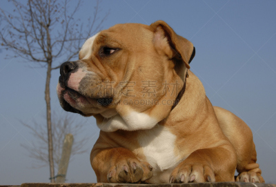古老的,英格兰斗牛犬,美,水平画幅,美人,斗牛犬,友谊,狗,纯种犬,獒