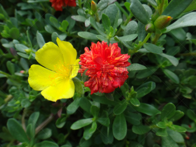 大花马齿苋,黄色,红松,自然,人造的,水平画幅,无人,洋蔷薇,室内植物,植物
