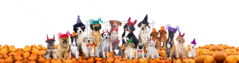 狗,古服装,动物群,Briard,法国獒,伯恩山犬,澳大利亚牧羊犬,法国斗牛犬,大麦町