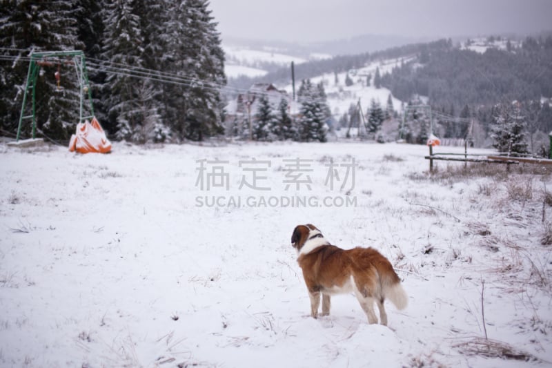 滑雪坡,看,狗,消失点,圣伯纳山隘,圣伯纳犬,水平画幅,雪,无人,巨大的